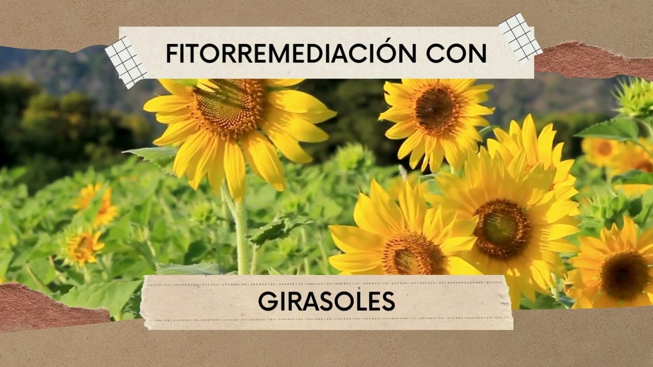 Fitorremediación de suelos contaminados con plomo