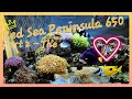 Reefing 75 red sea reefer peninsula 650  reef tank tour part 2  fishy business