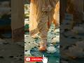 🪶🙏Radha rani laage #trending #love #shortvideo #motivation #viral #creator_vinod_gupta