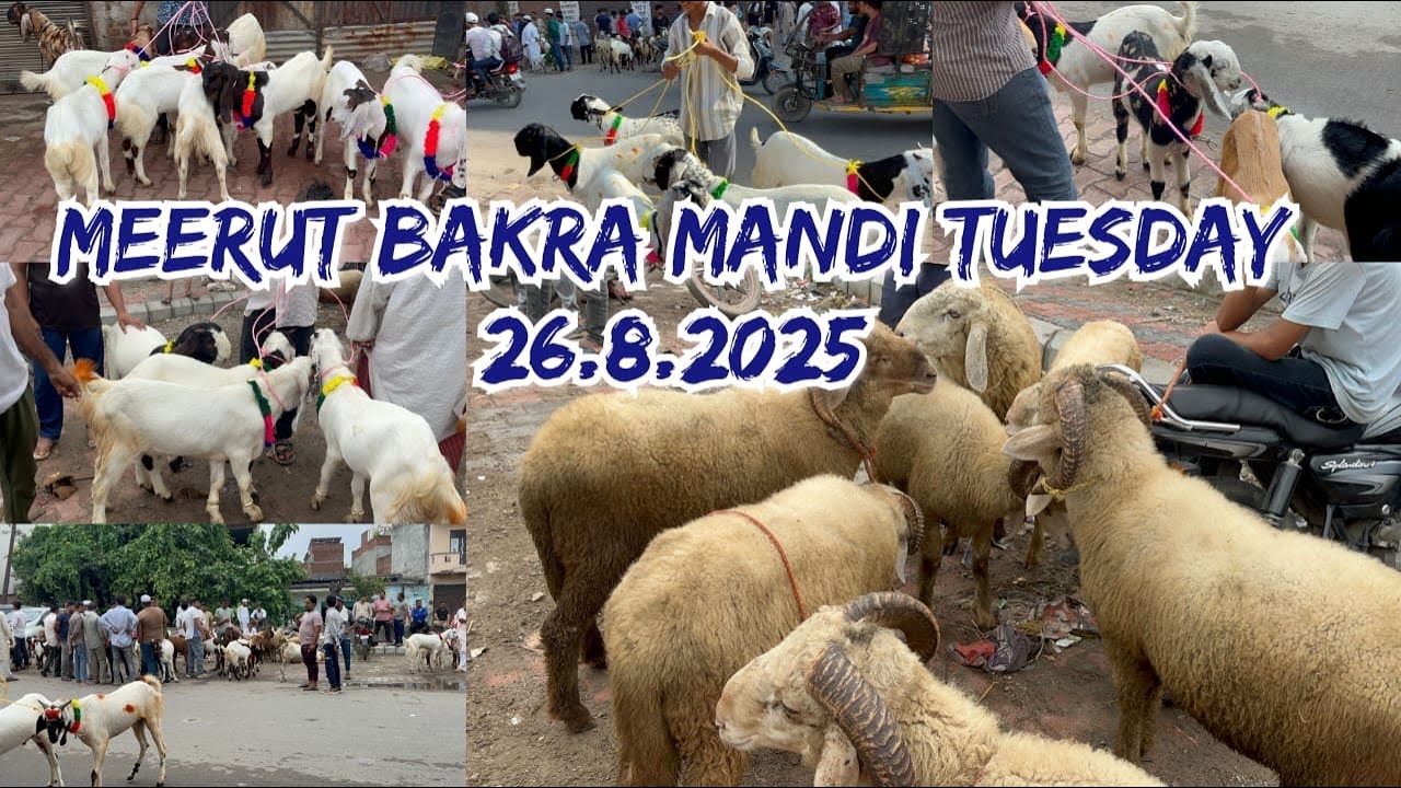 Meerut Bakra Mandi 26 August 2025 