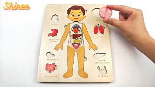 Learn Internal Organs With Puzzle For Kids Human Body Organs For Toddlers Body Parts Puzzle