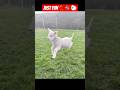 Baby Goat Funny Dance Cutest Animal Dance Ever Shorts Funnyanimals Goat