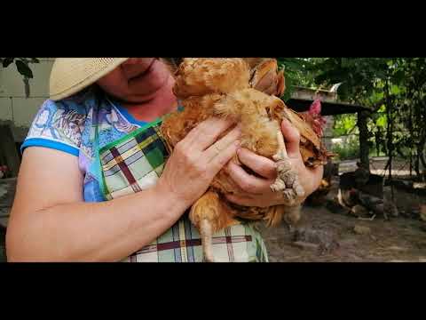 🐔🥚🥚КАК ОПРЕДЕЛИТЬ ХОРОШУЮ