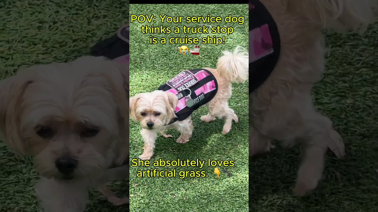 My service dog thought a truck stop was a cruise ship! 😭🚢