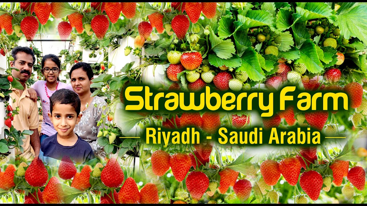 Strawberry Farm Ammariya RIYADH Saudi Arabia ( KSA) Hanging