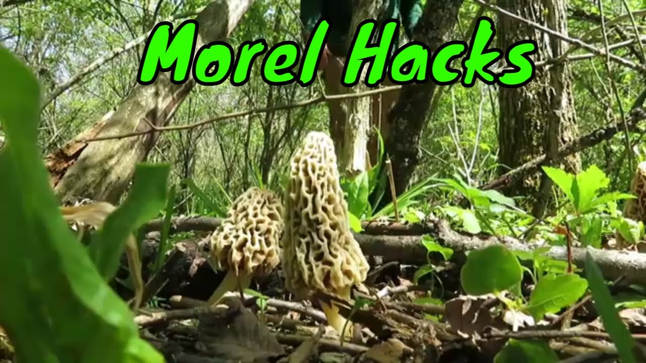 Do Morels Grow Near Mayapples?