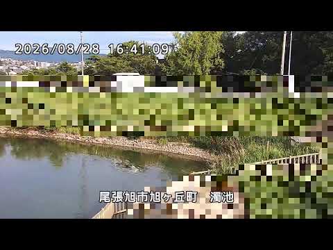 Nigori Pond live cam preview