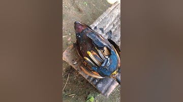 Ẩm Thực Tây Nguyên Lá mì xào - Cá Nướng - Cà Đắng