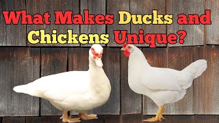 Barnyard Rivals: Why Ducks Float and Chickens Don’t