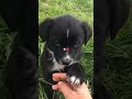 cute 🥰 puppies # cutie pie # dog 🐕 lovers # shorts #cutest