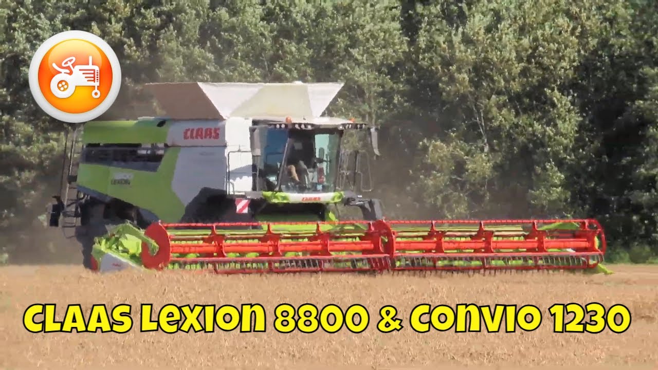 Harvest 2025 | Claas Lexion 8800 TT & Convio 1230