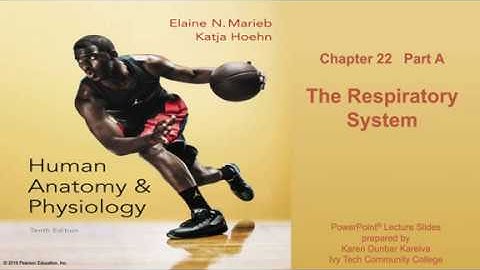 Anatomy and Physiology Chapter 22 Part A lecture: Respiratory System