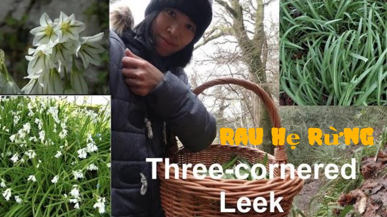 Three Cornered Leek. Allium triquetrum. How to identify three cornered leek. Rau Hẹ Rừng. Rau Hẹ Dại