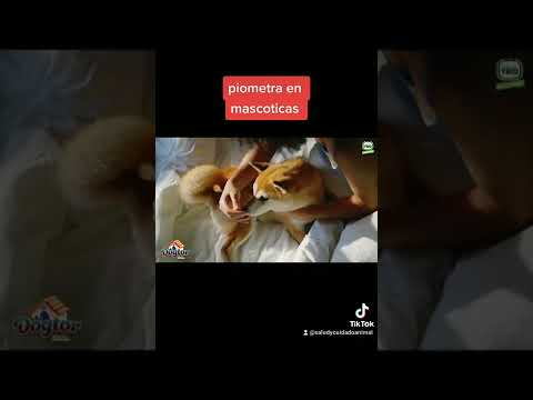 Piometra en mascoticas
