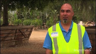 What are the steps to relocate a tree? | Ask BrightView