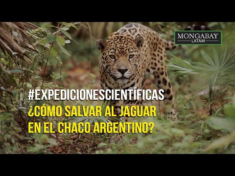 # ExpedicionesCientíficas | ¿Cómo salvar al jaguar en el Chaco argentino?