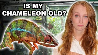 Signs Your Chameleon Is Getting Old
