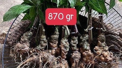 Sâm ngọc linh, sâm Lai Châu trồng tự nhiên cổ dài, già đẹp, chất sâm không khác sâm rừng, giá cực rẻ