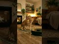 Cat vs Robot Vacuum… Wait For The Twist 😳 #shorts#cat#funny#viral#animals
