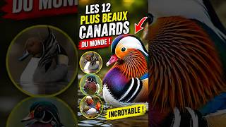 Les 12 plus beaux canards du monde vont vous laisser sans voix#Canards #Nature #Oiseaux #Animaux