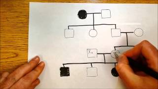 Genetics Puzzles