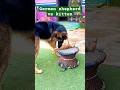 Dog vs cat/ kutta or billi #dog #cat #trending #viral