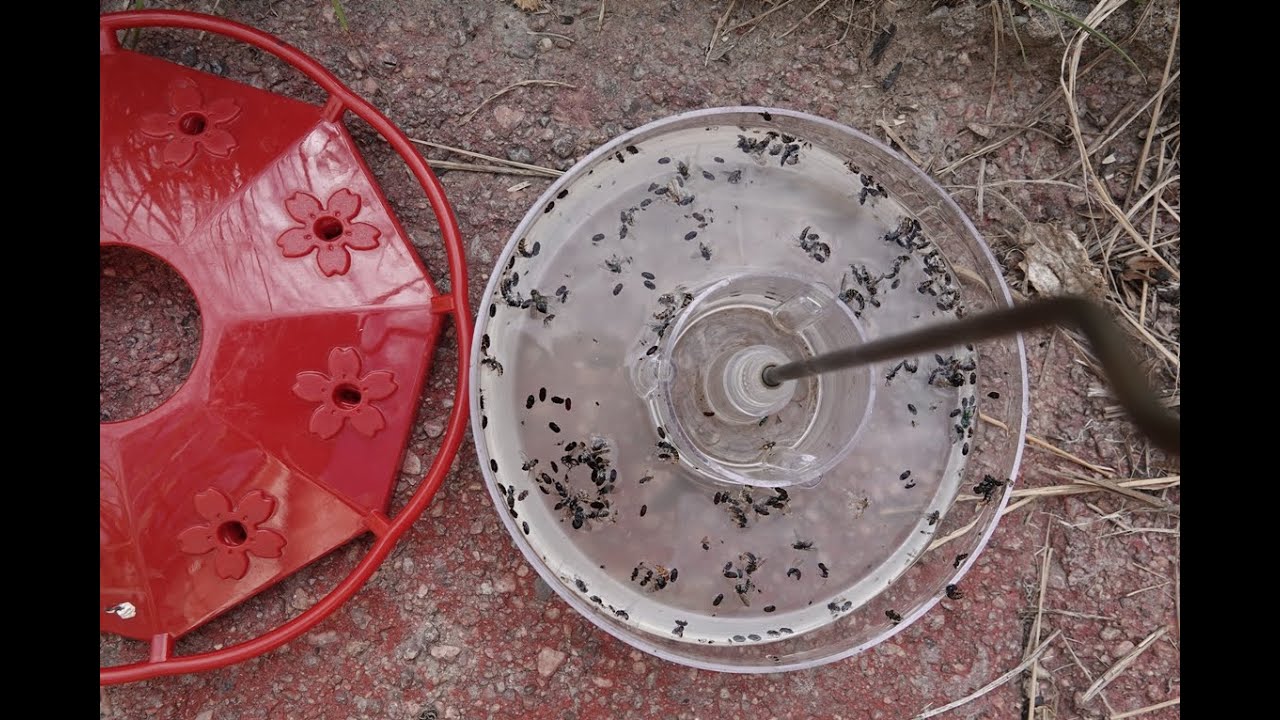Hummingbird feeder pollinator death trap YouTube