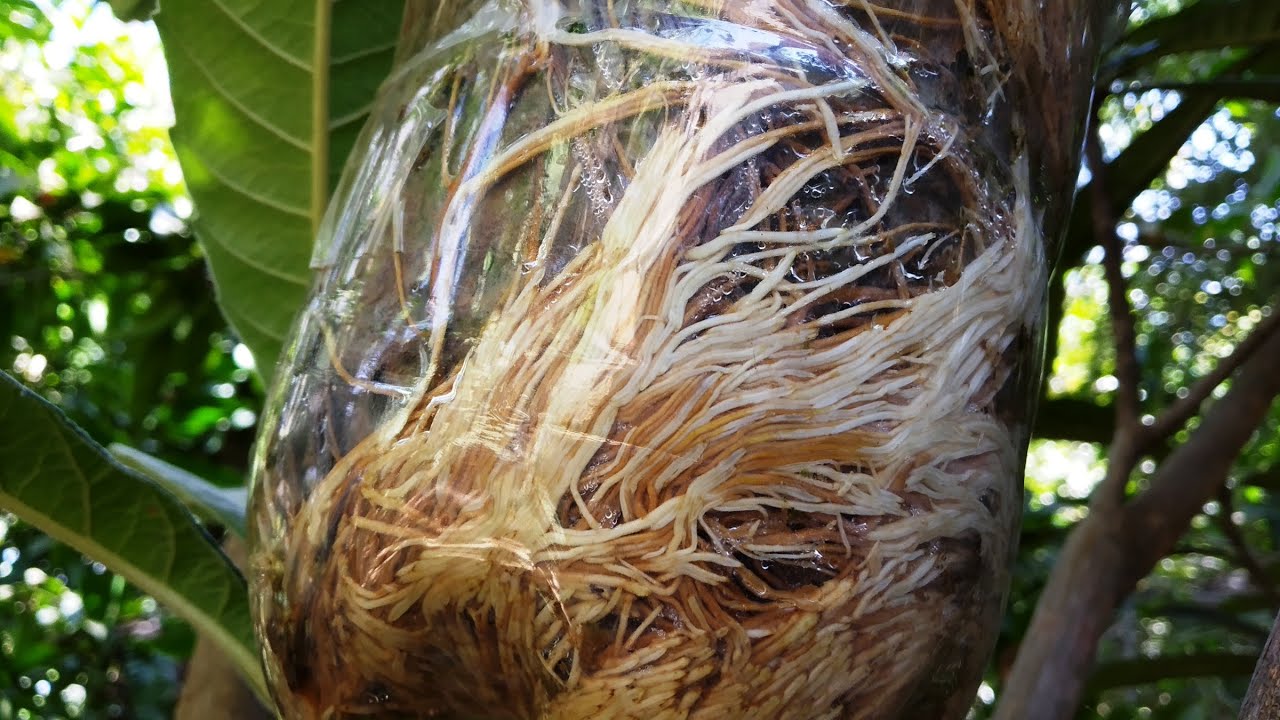 ALPORQUIA NÃO DEU RAIZ -   PORQUE  -