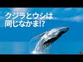 鯨偶蹄目ってなんだ？【分類から見る哺乳類の世界】