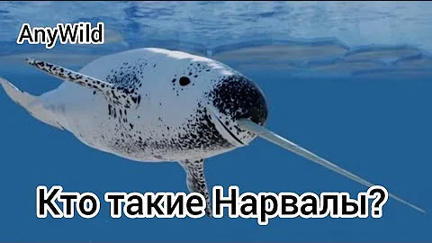 Кто такие Нарвалы? Интересные и Малоизвестные факты о Нарвалов! AnyWild!