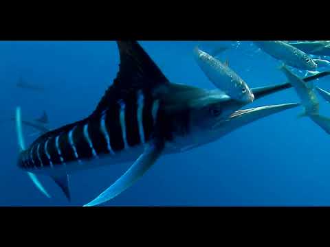 Chapter 1 Sneak Peak! | The History of Sportfishing