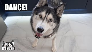 Husky Dances For His Dinner!