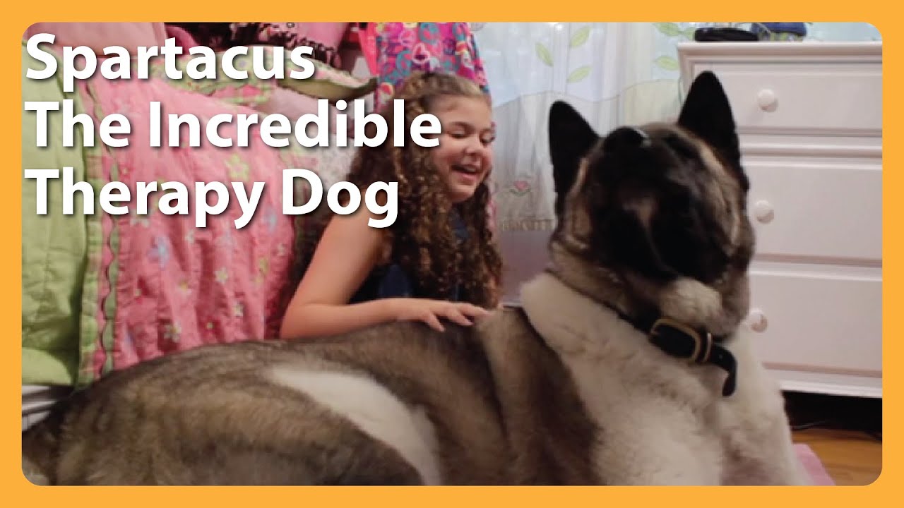 Spartacus The Incredible Therapy Dog Lifts Spirits