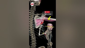 Shoulder External Rotation at 0° vs. 90° 📚