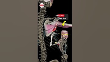Shoulder External Rotation at 0° vs. 90° 📚