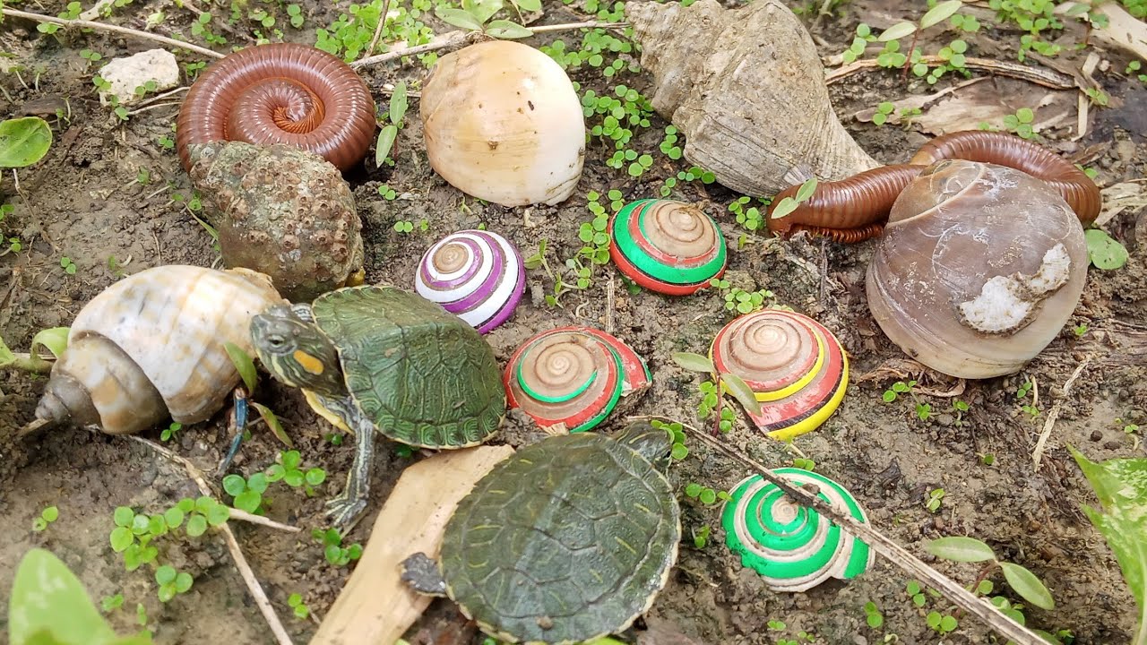 Siput warna warni dalam tanah,bayi kura kura,kelomang,luwing kaki seribu