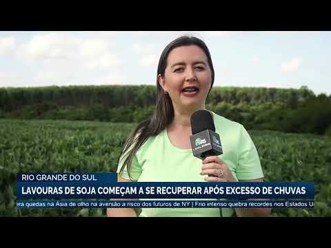 Rio Grande do Sul: lavouras de soja começam a se recuperar após excesso de chuvas | Canal Rural