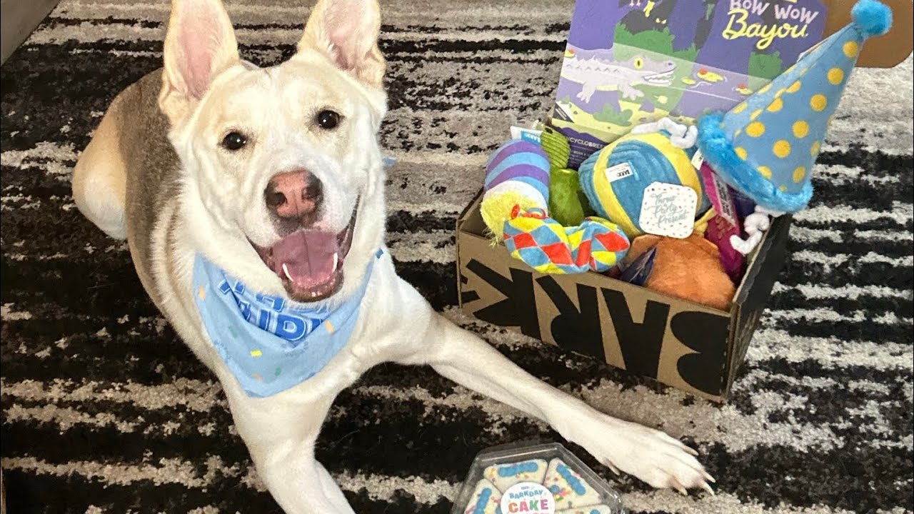BIRTHDAY BARK BOX REVIEW 🎂🐾