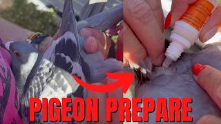 HOW TO Prepare Racing Pigeons for the New Season