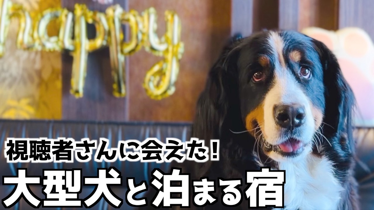 A hotel that welcomes large dogs!! ️A Bernese Mountain Dog