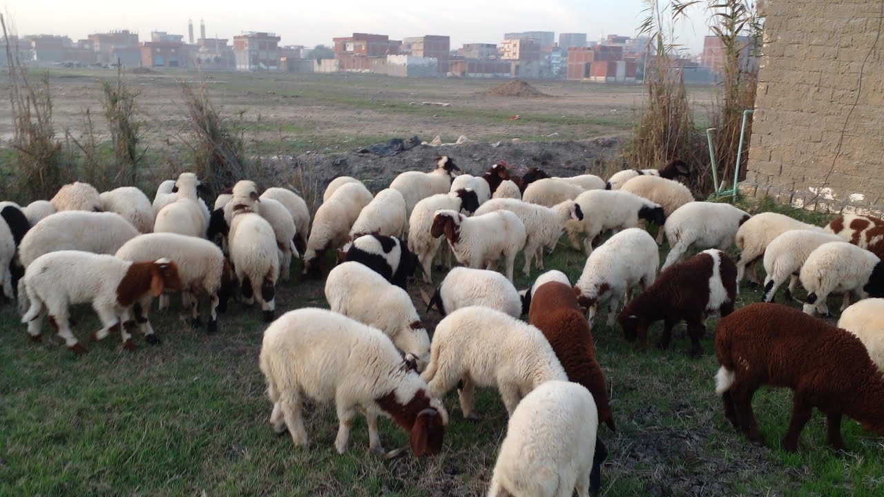 حساب كمية العلف اللتي يستهلكها الخروف خلال دورة التسمين وكذلك معرفة طول دورة التسمين