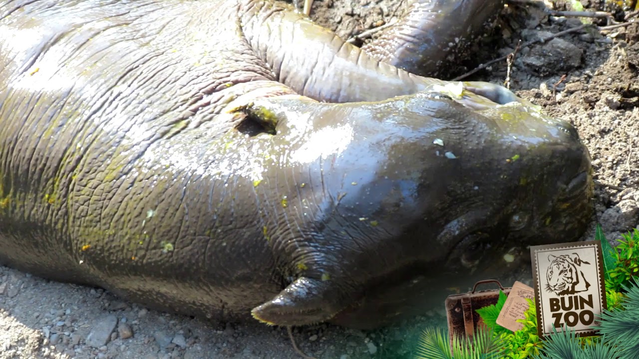 Moto Moto, el emblemático hipopótamo pigmeo de Buin Zoo fue donado a Japón  