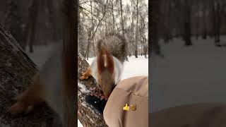 Орех прилип? Не проблема! #белка #squirrel