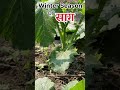 Winter Season or saag#saag #palak #bathuasaag #viral #youtube #trending #winter #winterspecial#kheti