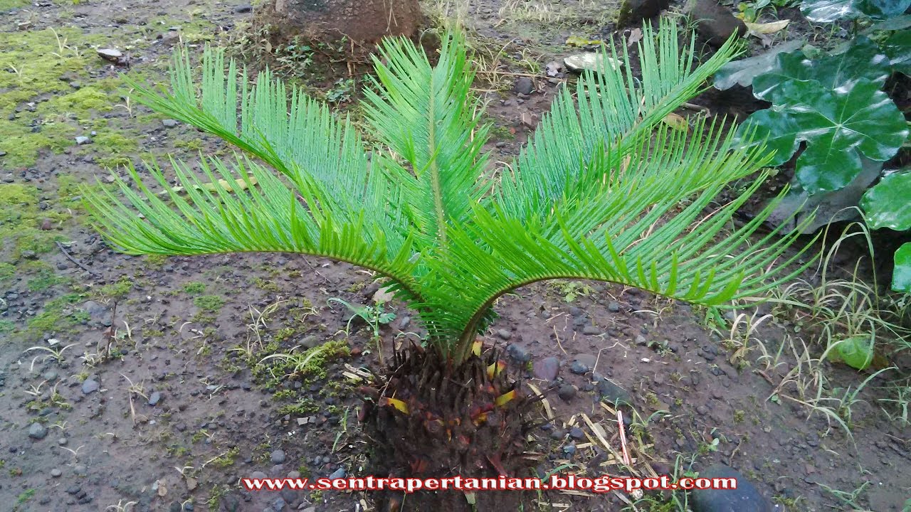 Budidaya Tanaman Hias Cycas Mawar Jambe Youtube