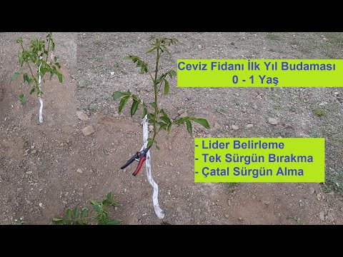 Ceviz Fidanı İlk Yıl Budaması / Lider Belirleme /Tek Sürgün Bırakma / Çatal Sürgün Budaması #ceviz