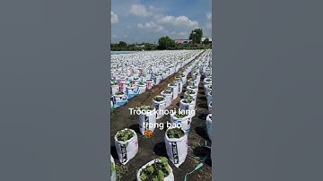 #shorts bất ngờ kiểu trồng khoai lang trong bao #videoviral