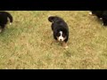 Bernese Mountain Dog Puppies For Sale Bernese Mountain Dog Puppies For Sale