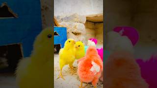 New Born Chicks Baby #babychicks #talkingnature #adorablechicks
