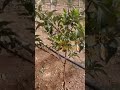 احناء الاغضان في زراعة التفاح المكثفة بطريقة بسيطة 